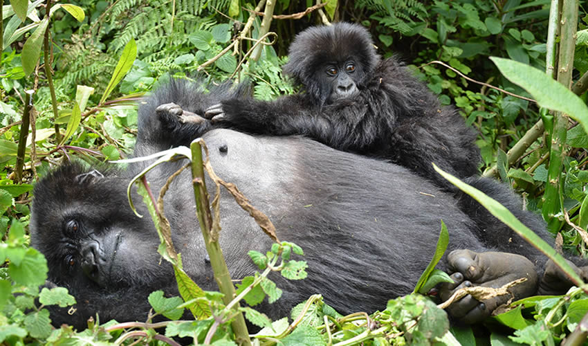 How To Book Gorilla Trekking Permits In Uganda