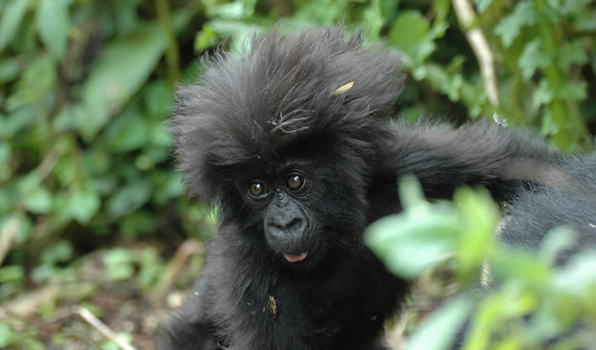 Driving Time To Bwindi Forest National Park