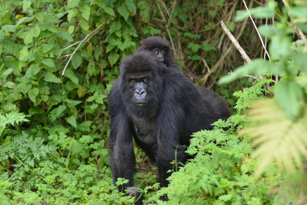 Book Budget Gorilla Safaris In Uganda