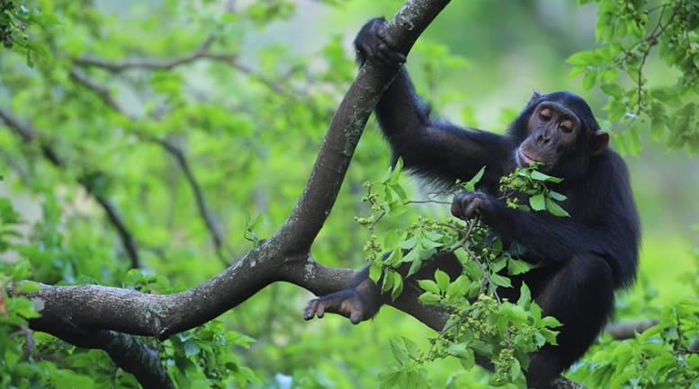 Gorilla & Chimp tracking safari