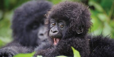 gorillas-bwindi