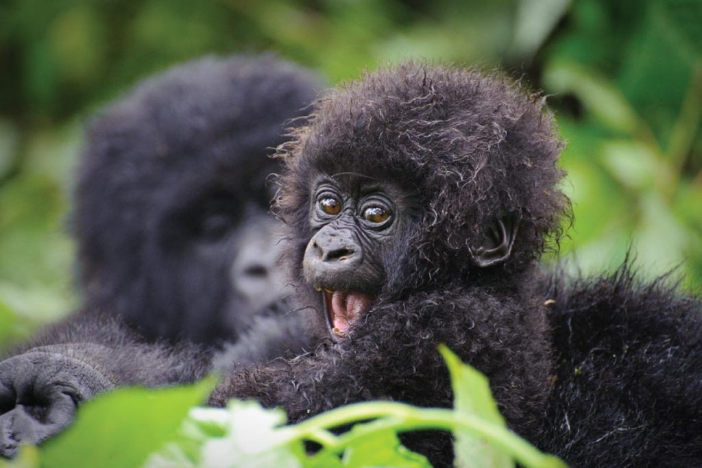 Gorilla trekking in Bwindi forest