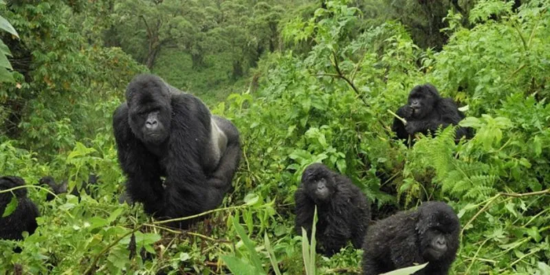 Gorilla trekking adventure in misty Bwindi