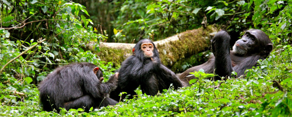 Chimpanzee tracking in Kibale forest