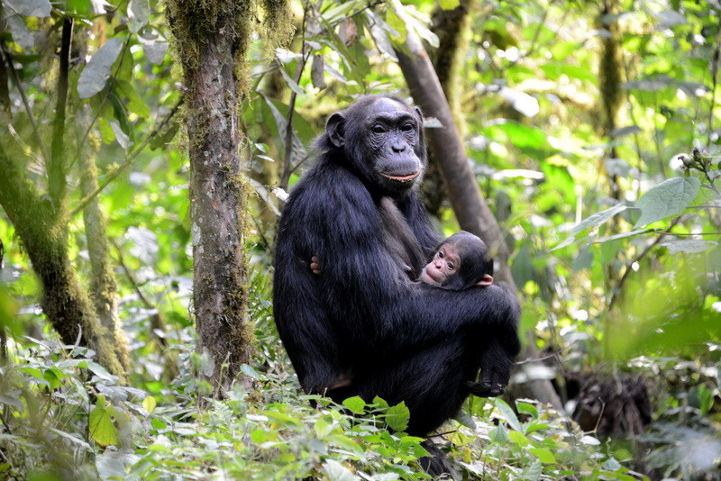 Chimpanzee tracking, bird watching & nature walks