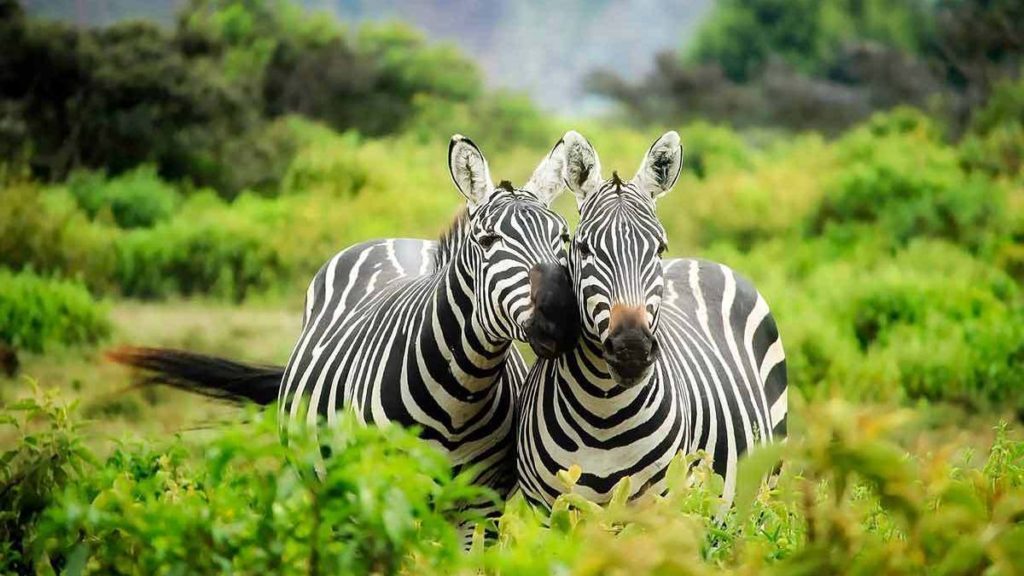 Game drive & boat ride on Lake Mburo