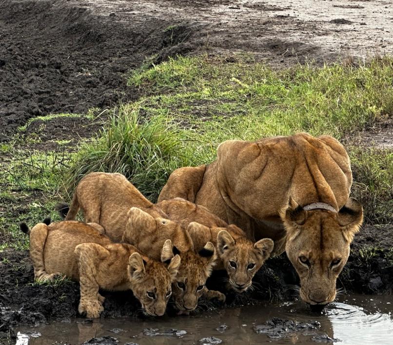 lions in murchison falls 