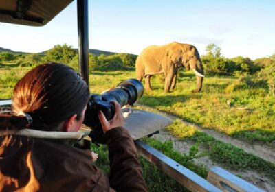 Wildlife Photography