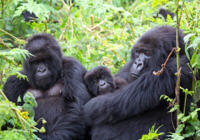 Bwindi Gorilla Trekking