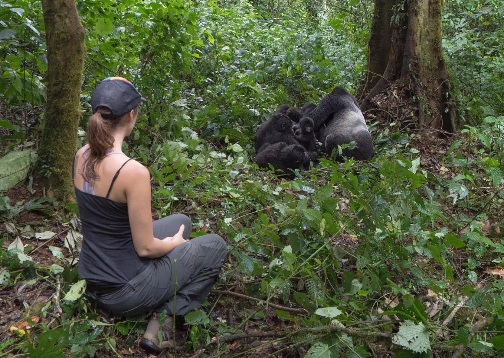 gorilla-trekking-uganda-book-permit - Rent A Driver Uganda gorilla trekking in bwindi