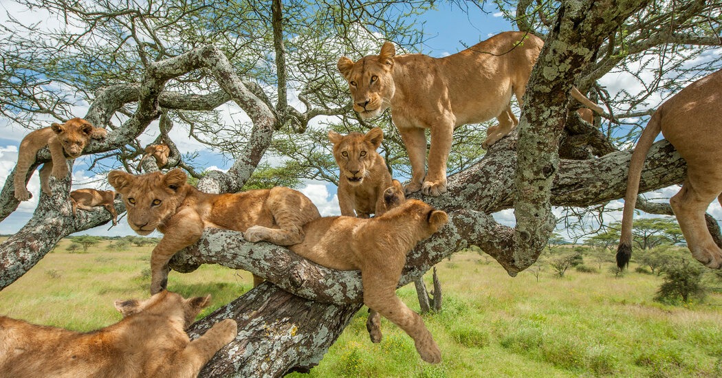tree-climbing-lions-uganda - Rent A Driver Uganda Uganda wildlife - tree climbing lions