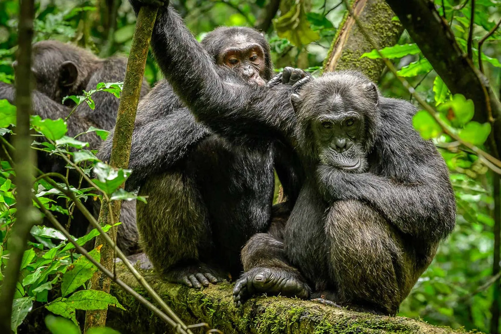 chimpanzee tracking in Kibale forest