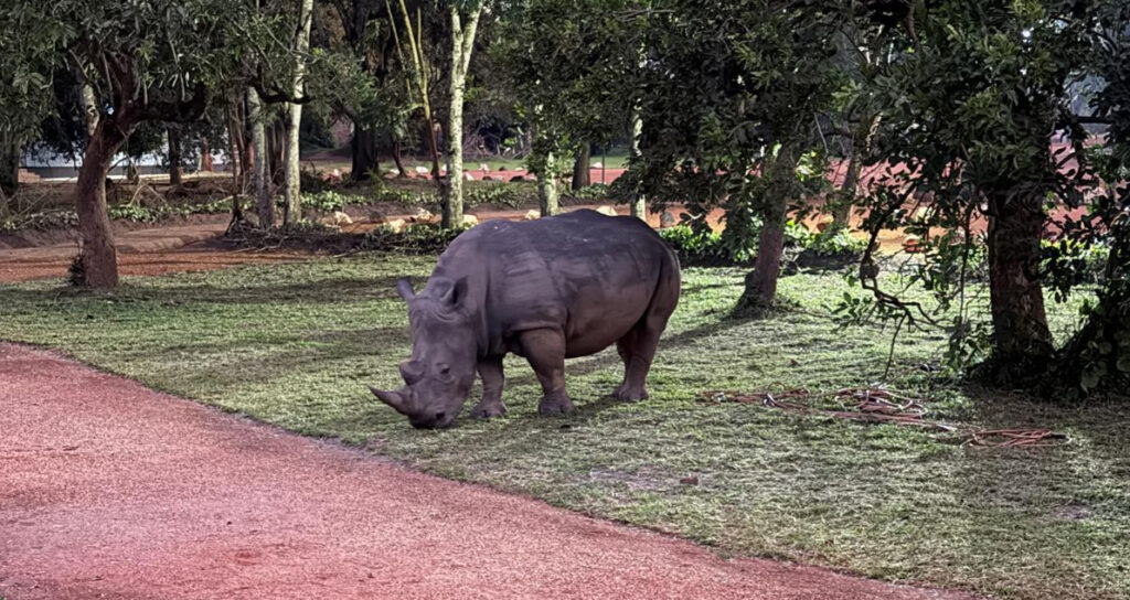 Exciting Safari To Zziwa Rhino Sanctuary With Mugerwa Medi