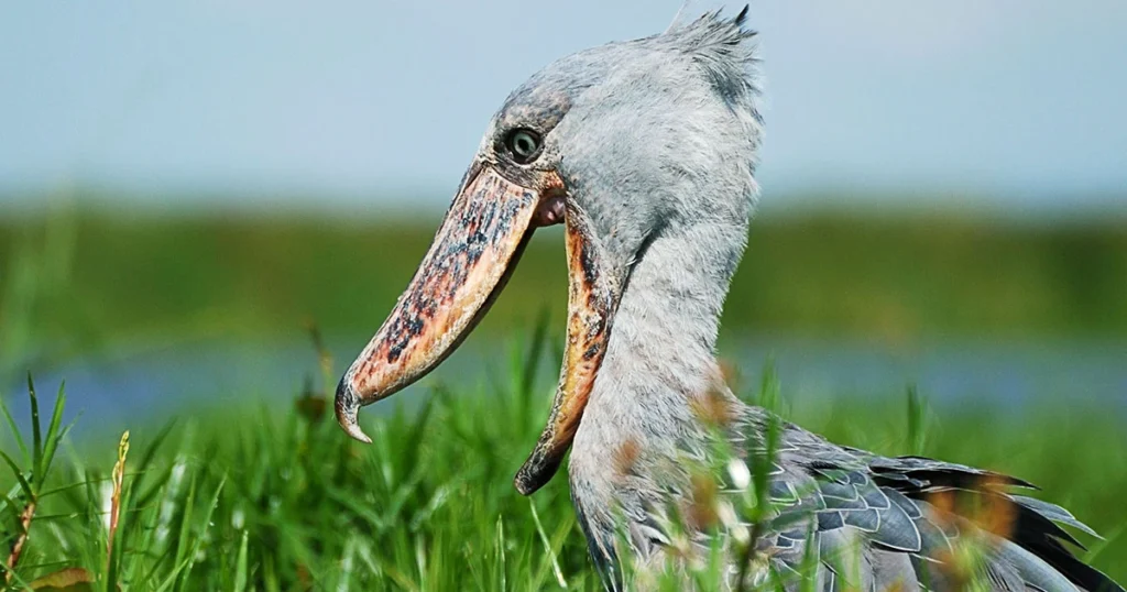 shoebill stork