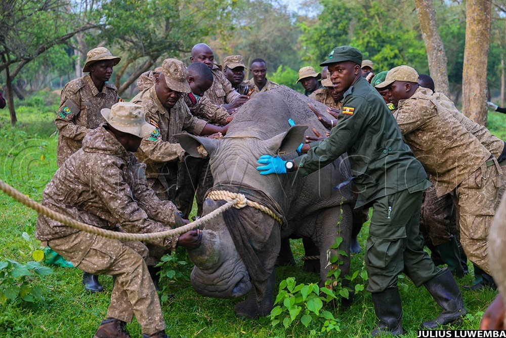 Uganda Reintroduces Rhinos To The Wild In Historic Milestone