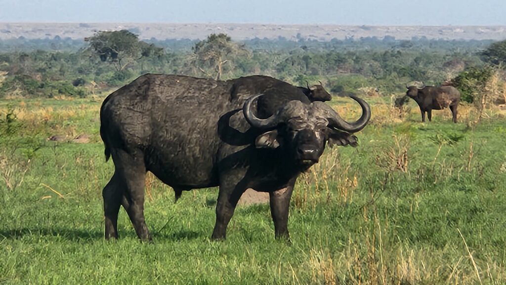 Cape bufalo Uganda 