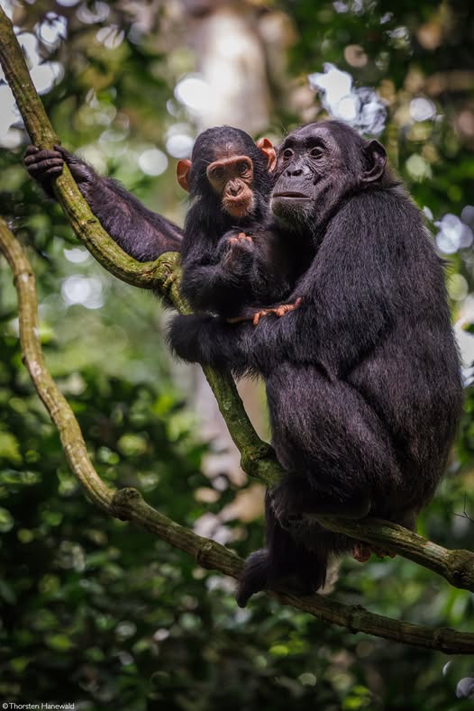 chimpanzee tracking in Kibale forest