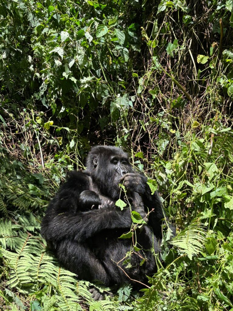 Gorilla tour in Uganda with Medi 