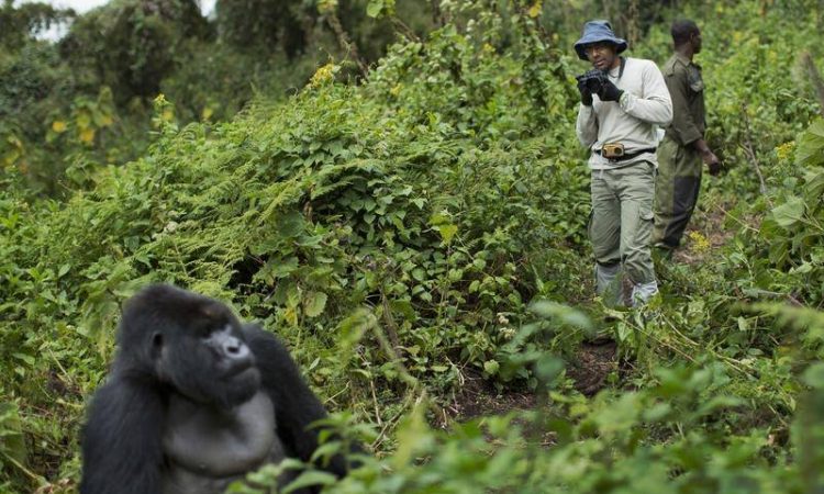 gorilla trekking in Rwanda's volcano park