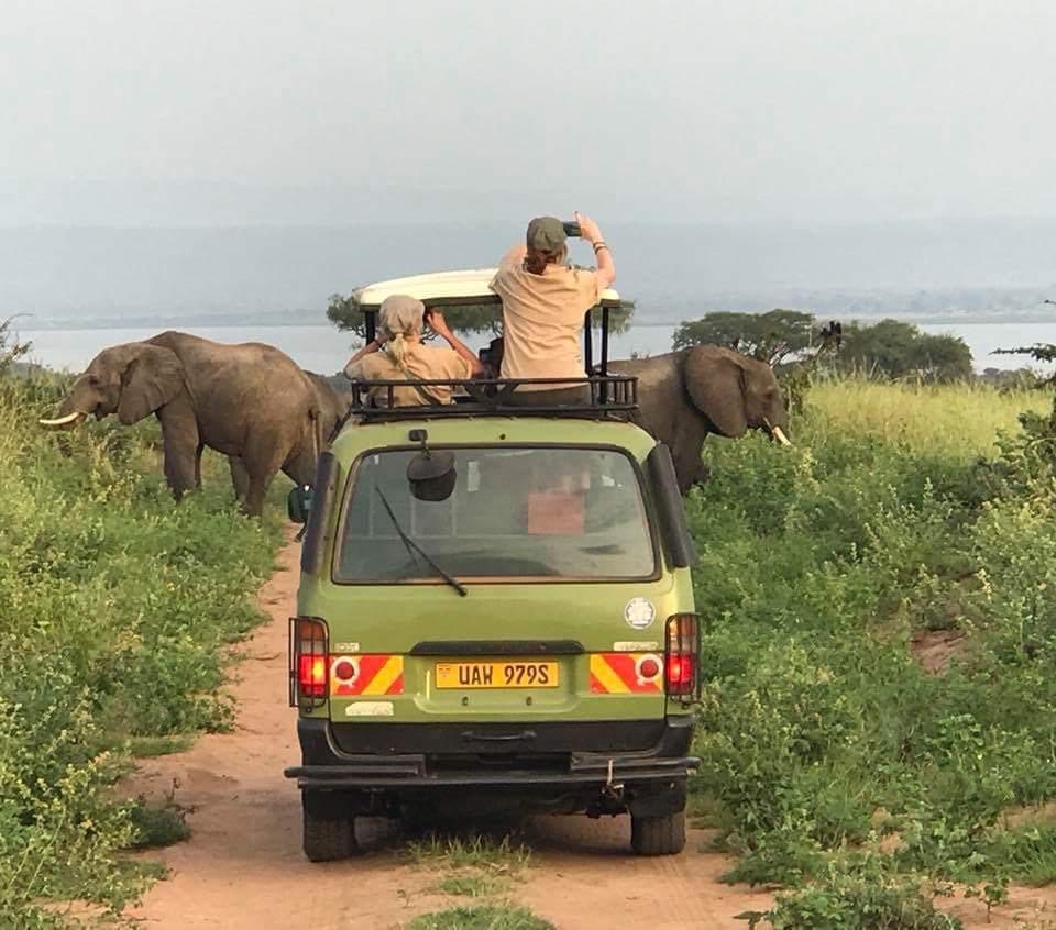 Game drives in Murchison falls park