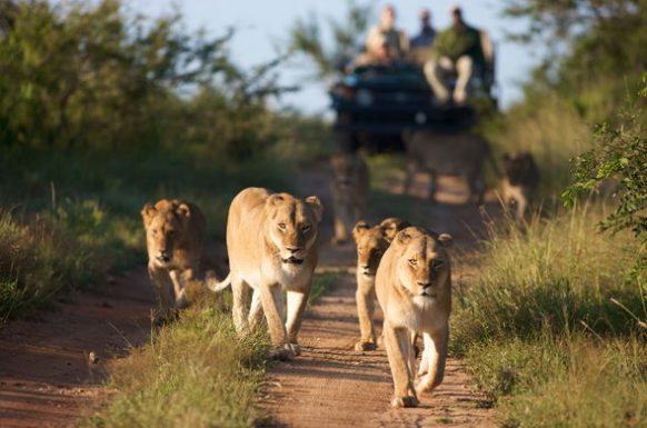 game-drive-queen-elizabeth - Rent A Driver Uganda top things to do in Uganda - game drives