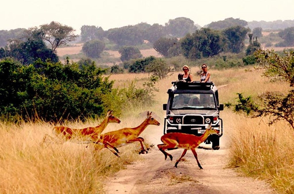 game-drives - Rent A Driver Uganda Tour safari vehicle on a dirt road as three giraffes cross in front of it above tall dry grass.
