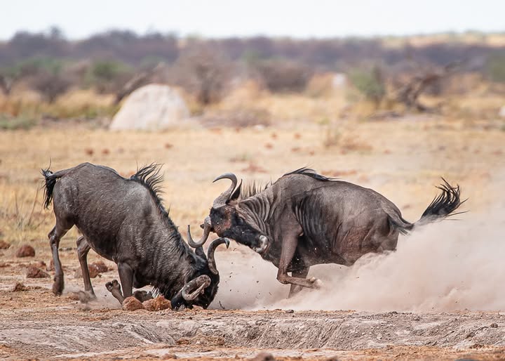 wildebeest-kenya-tanzania-safari - Rent A Driver Uganda Two wildebeests locking horns in a dusty savanna during a fight with tails raised and dust clouds around them.