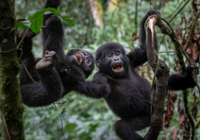 Uganda Gorilla Trekking In Ruhija