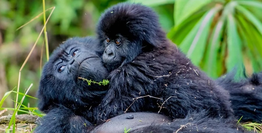gorillas-reunite - Rent A Driver Uganda Two young gorillas cuddle together on a mossy forest floor with green plants around them, one with grass in its mouth.