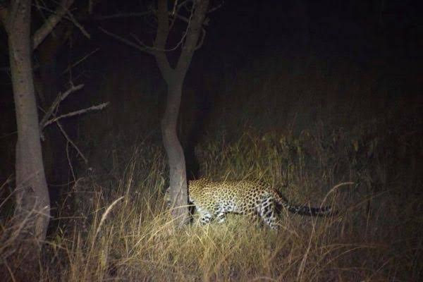night-game-drives-leopard - Rent A Driver Uganda Night safaris in Uganda