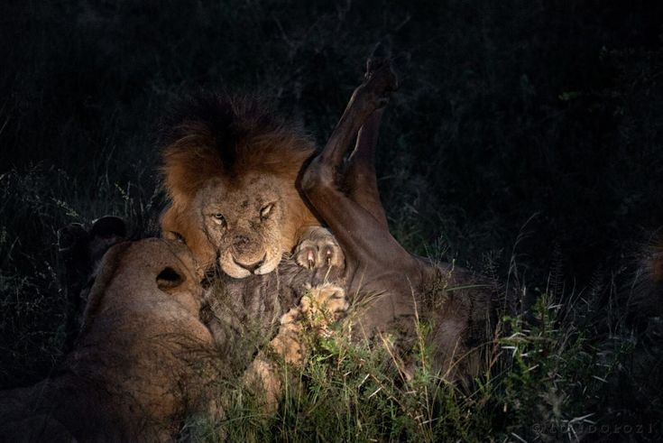 nocturnal-wildlife-safari-uganda - Rent A Driver Uganda nocturnal wildlife tours in Uganda