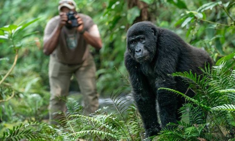 gorilla-trekking-by-ugandans - Rent A Driver Uganda uganda national parks free entry