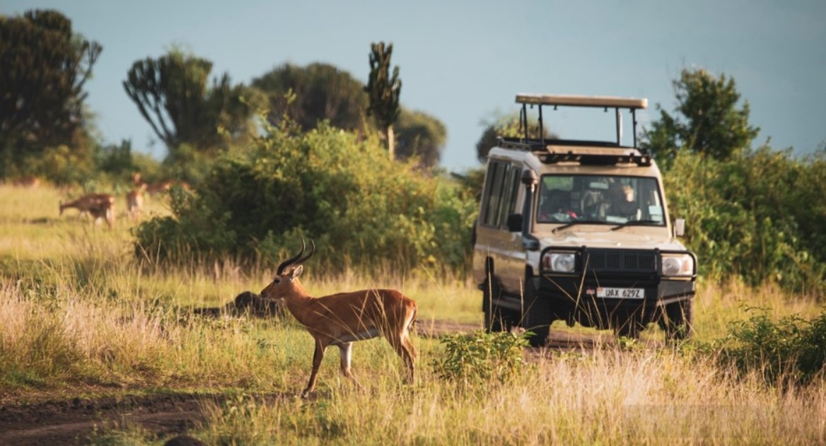 queen-elizabeth-park-game-drive-uganda - Rent A Driver Uganda december safari in uganda