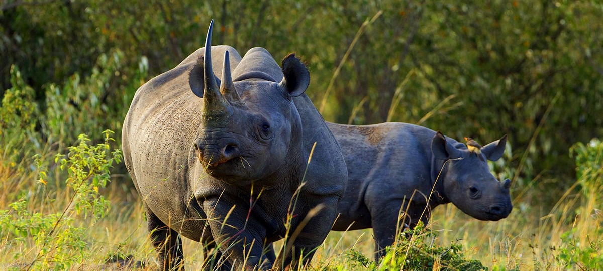 aberdare-national-park - Rent A Driver Uganda best places to visit in east africa with a driver