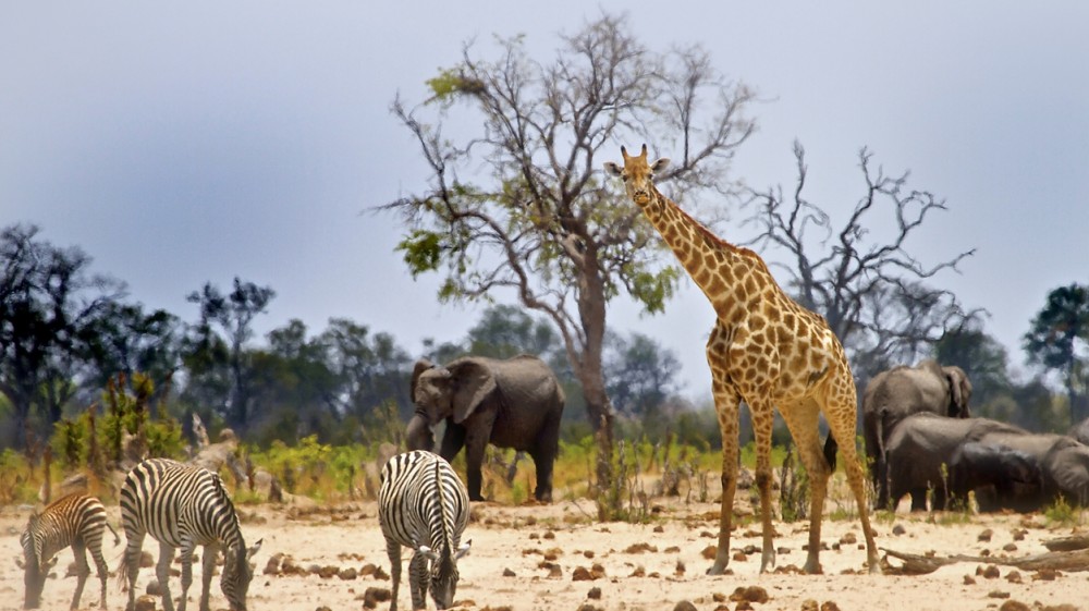 serengeti-tanzania - Rent A Driver Uganda serengeti tanzania