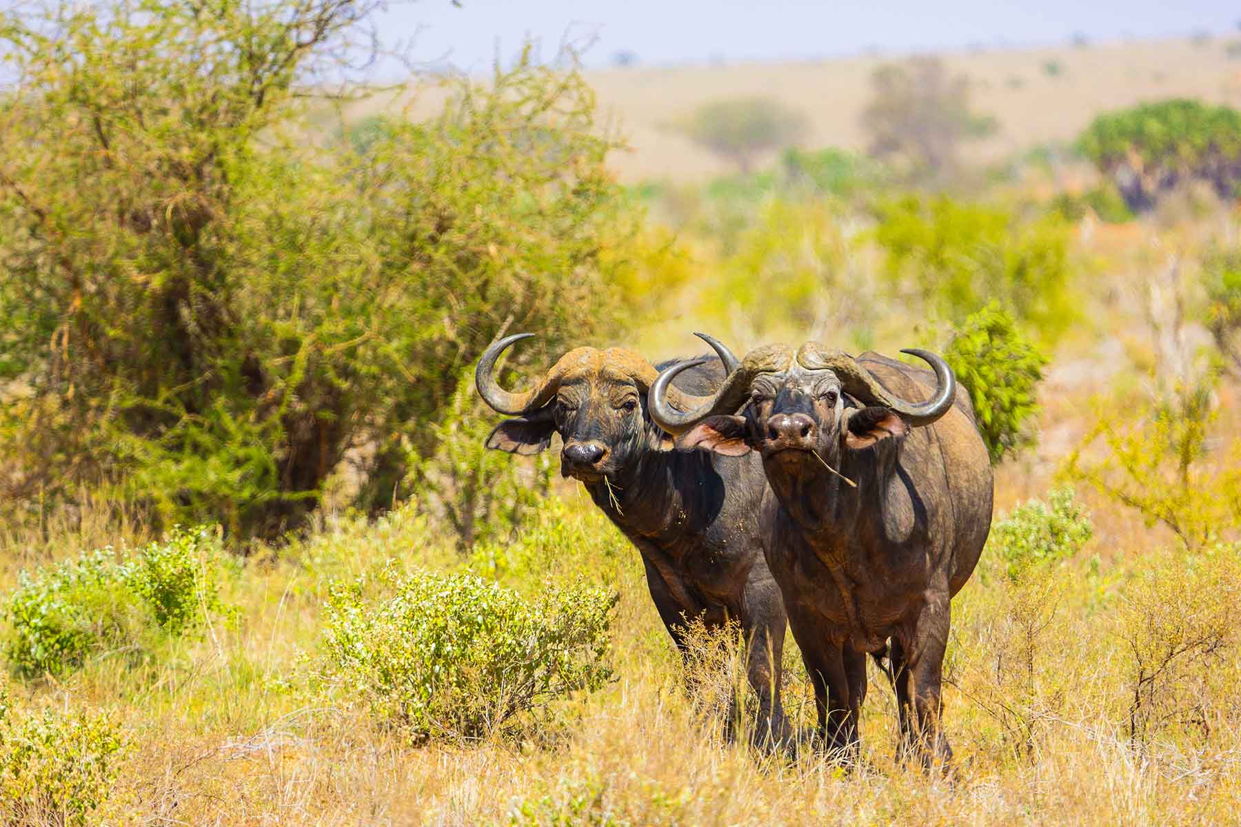 tsavo-east-safari-big-five - Rent A Driver Uganda tsavo east national park